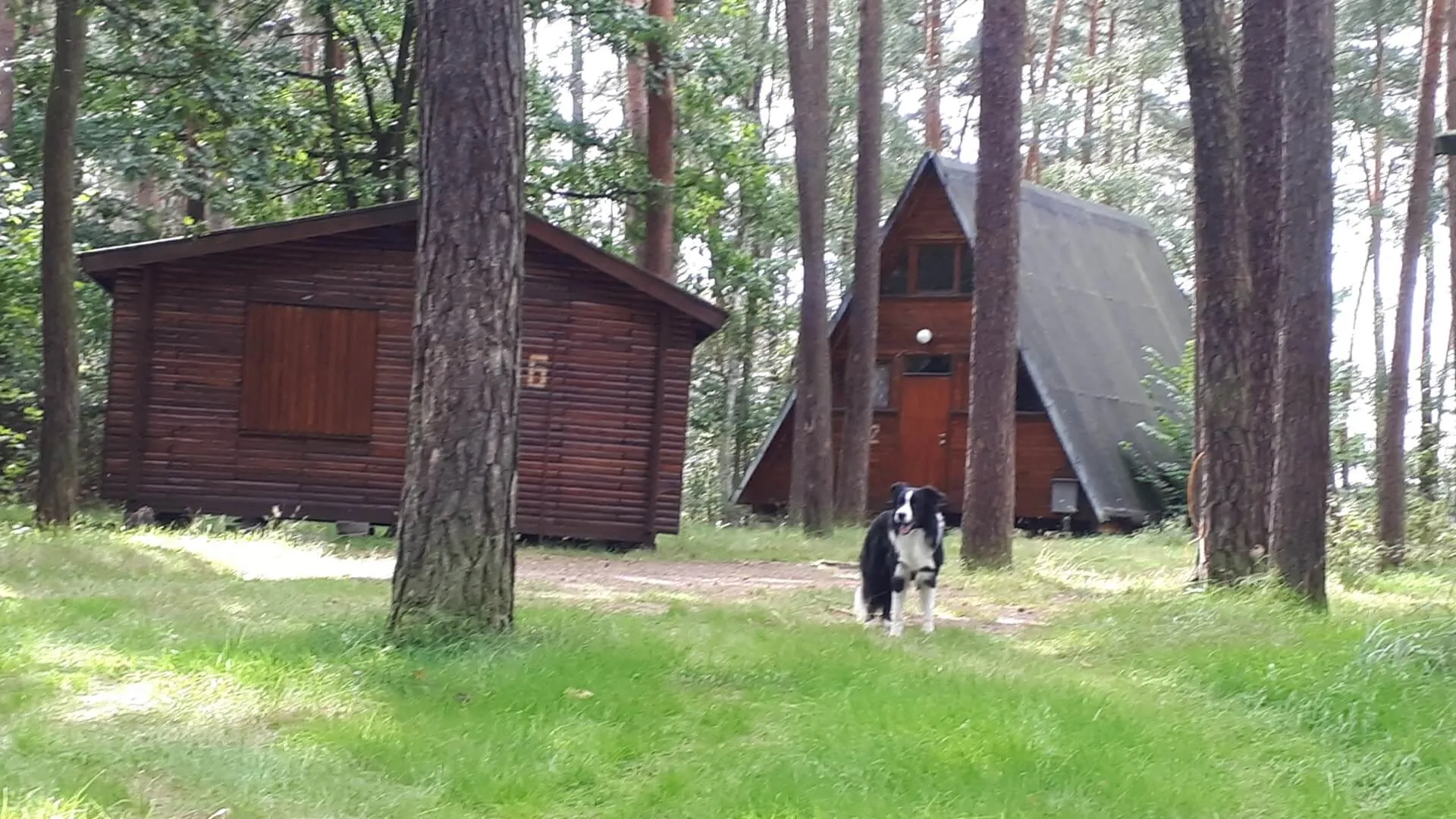 Drewniane domki wolnostojące ośrodka Łodzianka w sosnowym lesie